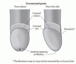 Circumcised penis