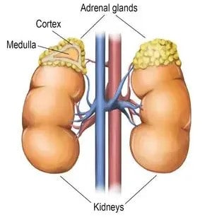 Adrenal Disease Treatment Sydney Causes Symptoms Types