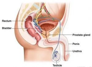 Penile anatomy
