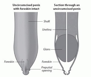 Uncircumcised penis
